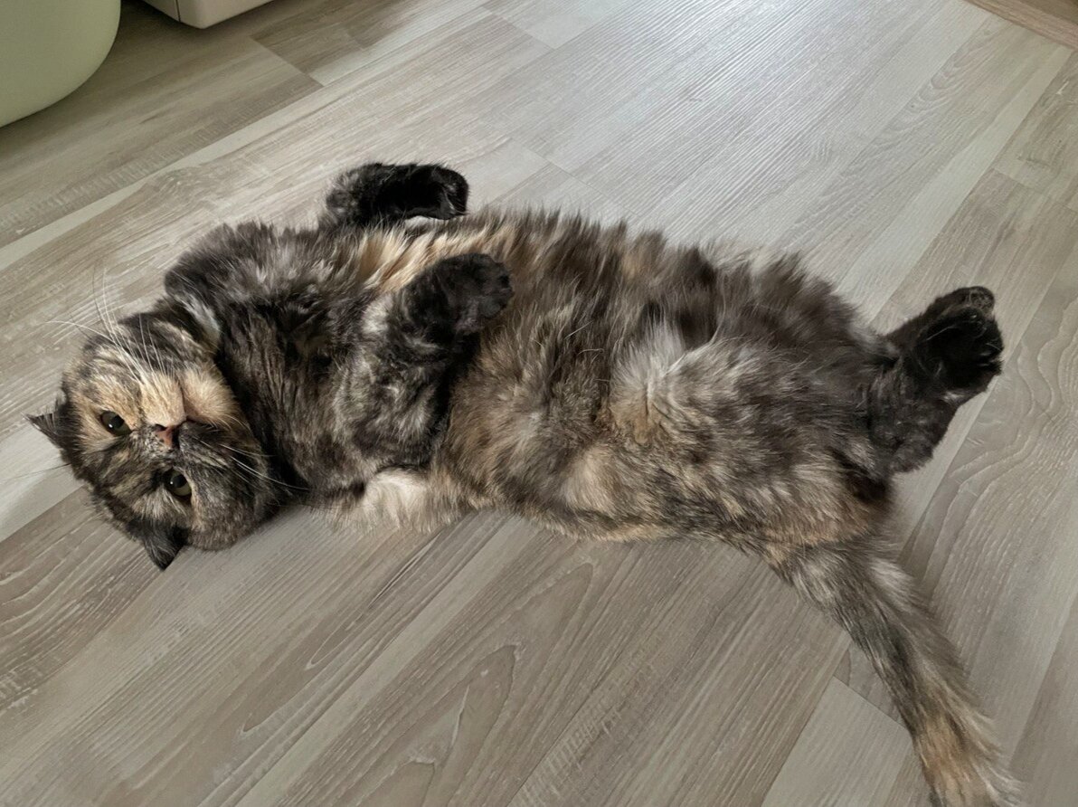 Мойся сам, мойся сам, я себя помыть не дам:)