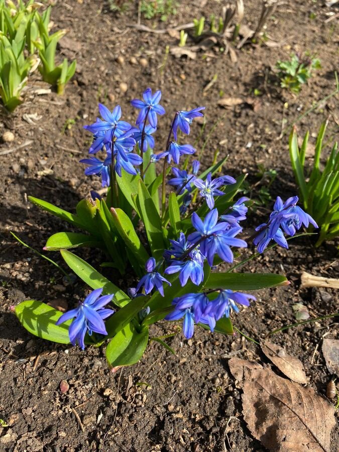 Цветет Пролеска сибирская - к похолоданию