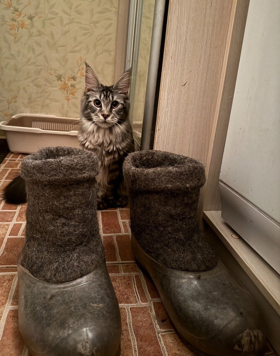 Чара попала