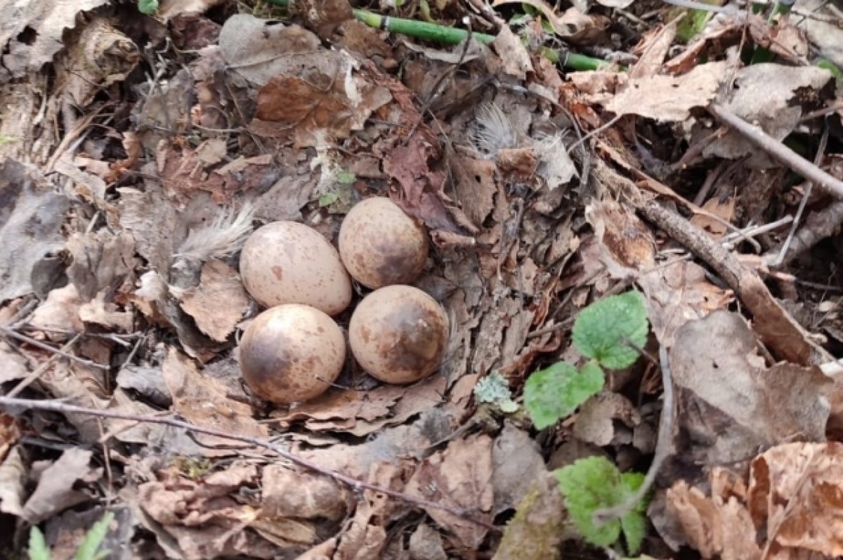    Открытие охоты на птиц в Тверской области совпадёт с появлением птенцов