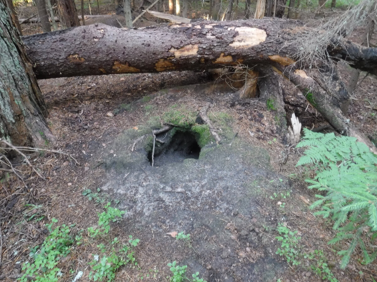 Нора енотовидной собаки в угольной яме. Фото автора.