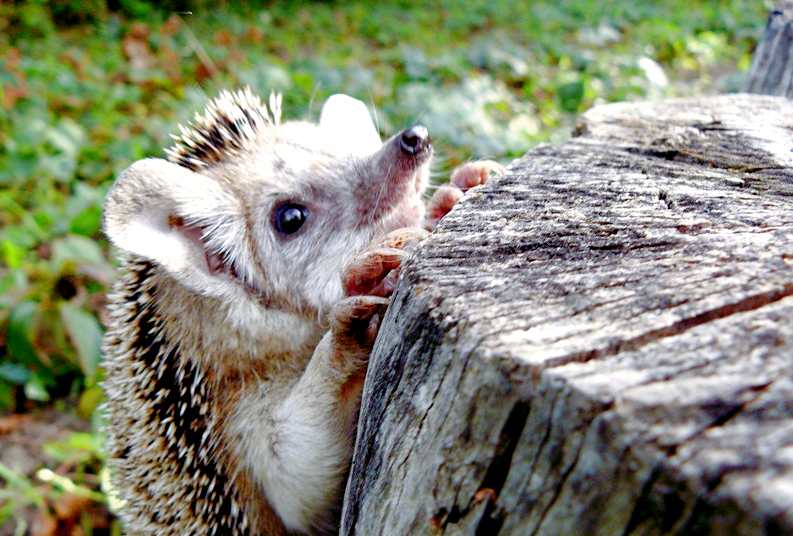 Источник фото: udivitelno.com