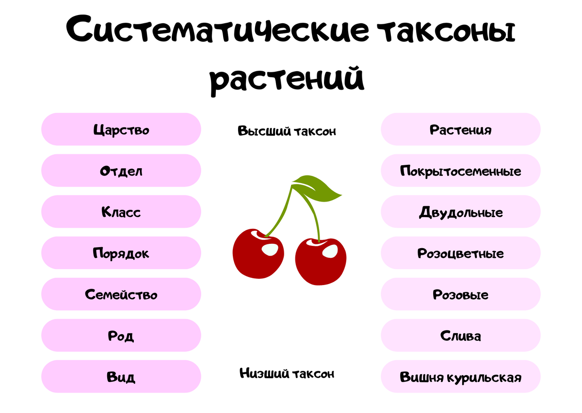 Систематические таксоны растений