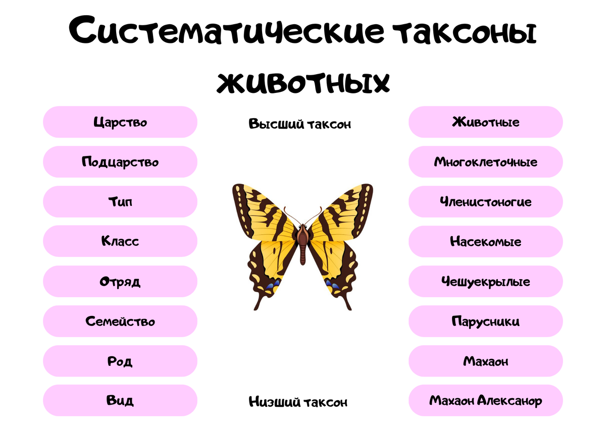 Подготовка к ОГЭ по биологии. Основные систематические категории. Задание  №3. Шпаргалка. Примеры заданий | Простая биология | Дзен