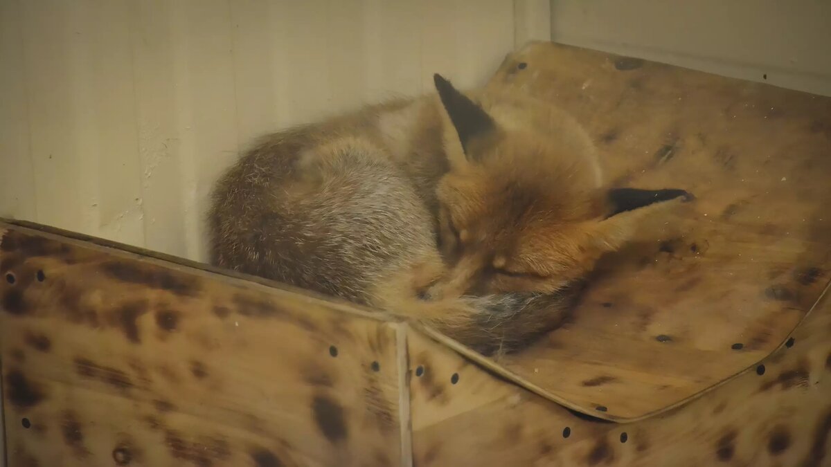    В районе Ханты-Мансийска объявились лисы, заражённые вирусом бешенства. Болезнь обнаружили в биоматериале зверя и установили на территории обитания карантин.