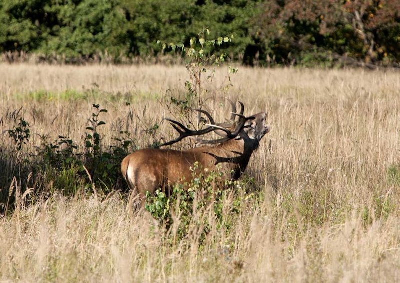 Полесский радиационно-экологический заповедник