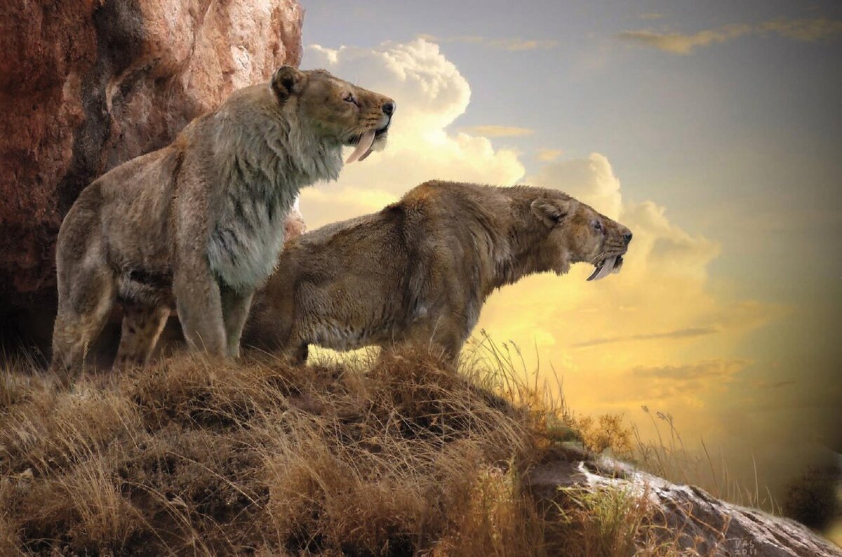 Хищник размером с современного льва или тигра