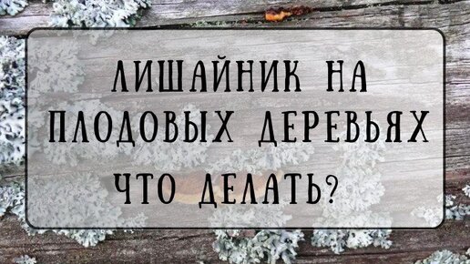 Лишайник на плодовых деревьях. Что делать с лишайником?