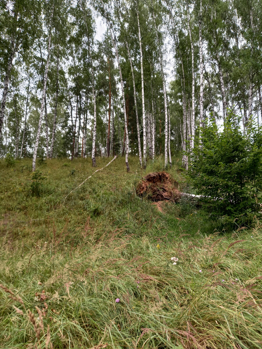 Попалось вывернутое с корнями дерево, его мы точно не проходили..