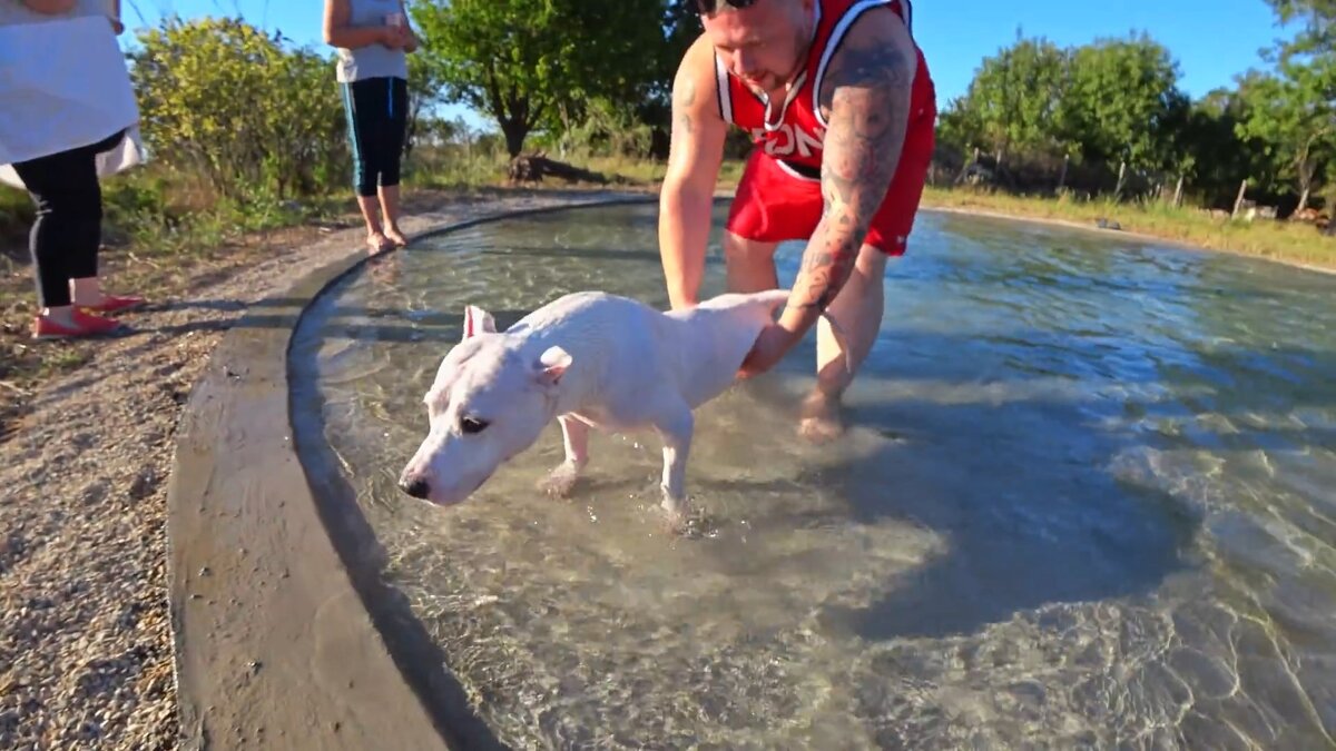 Акватерапия для собаки