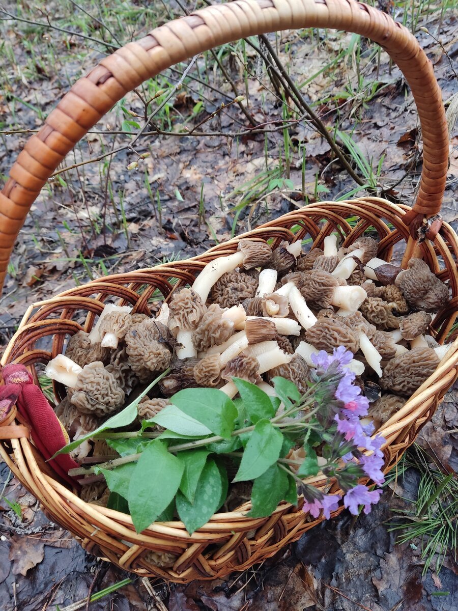 Сморчки по-корейски. Плов со сморчками по-узбекски. И другие блюда из  сморчков и шапочек сморчковых | грибной критик | Дзен