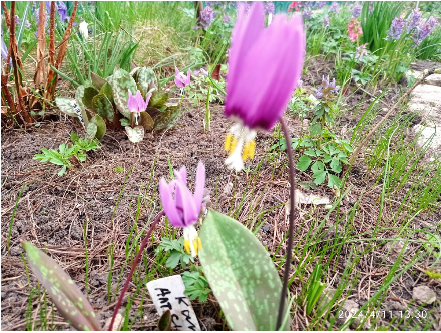  через несколько дней