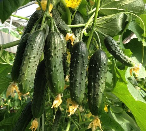 https://www.botanichka.ru/article/luchshie-gibridyi-superpuchkovyih-i-puchkovyih-ogurtsov/