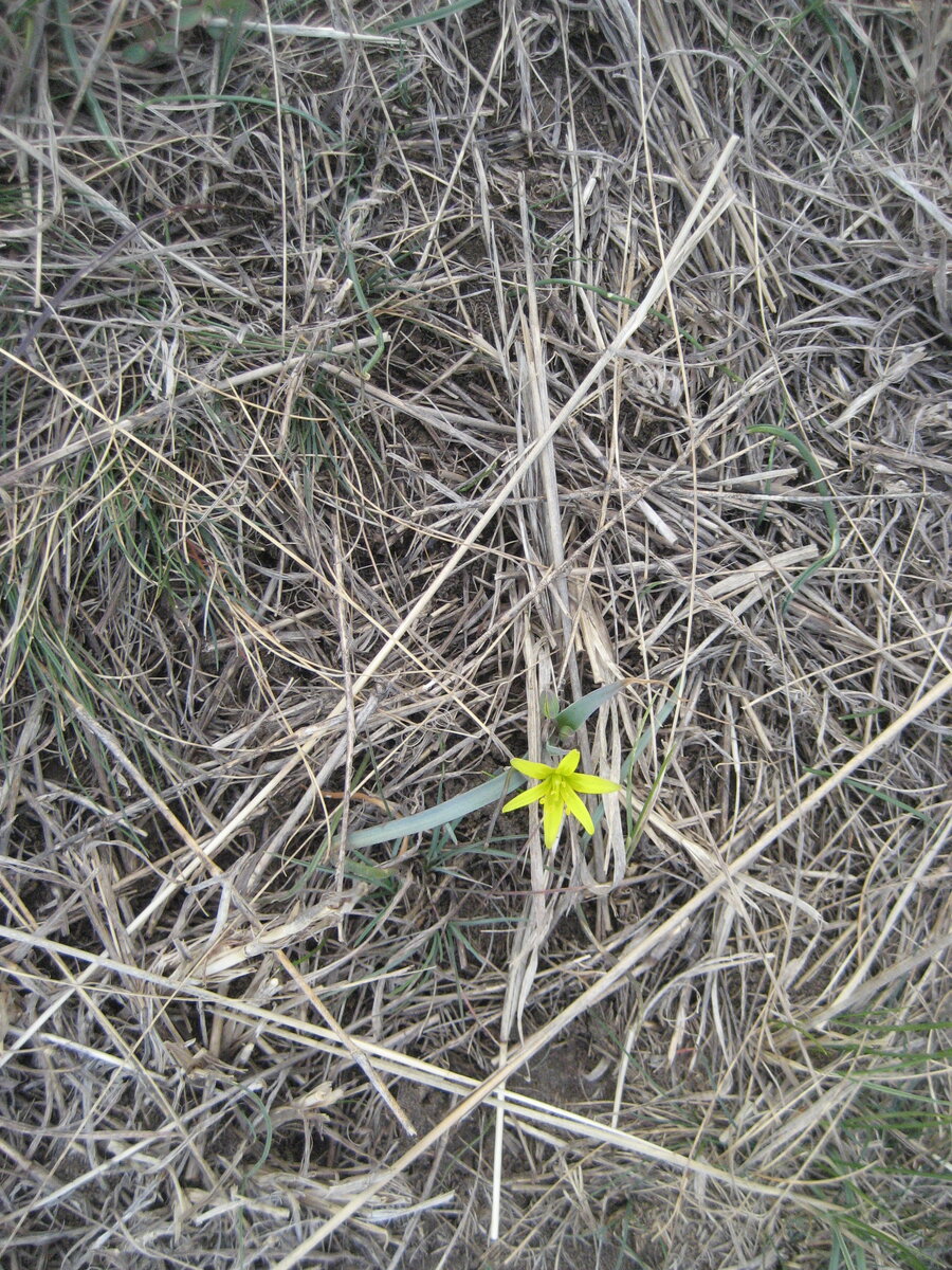 Первый весенний красавец.