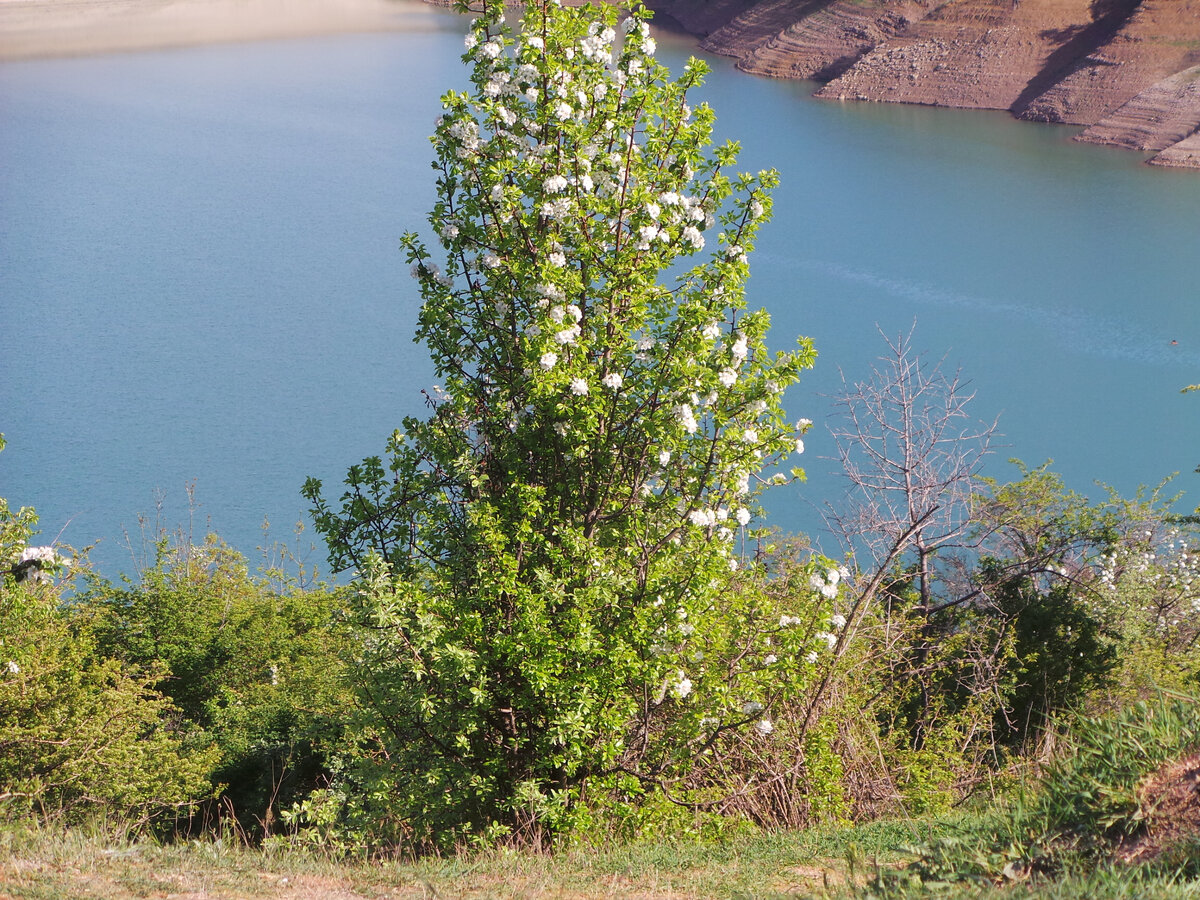 Весеннее пробуждение природы на берегу водохранилища села Изобильное