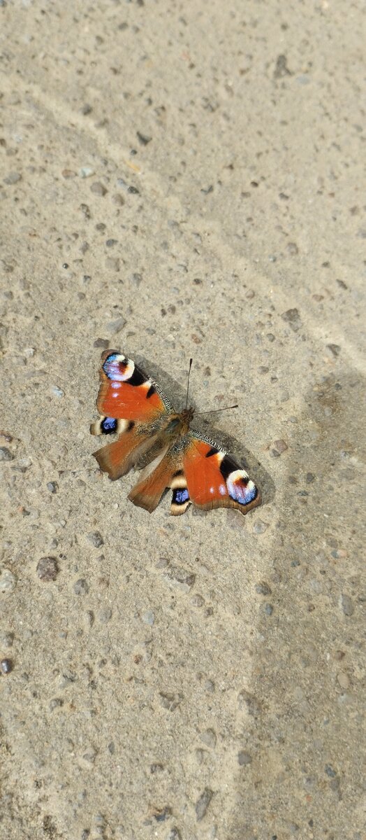 Крапивница. Во всей красе! Бабочки давно выбрались из коконов!