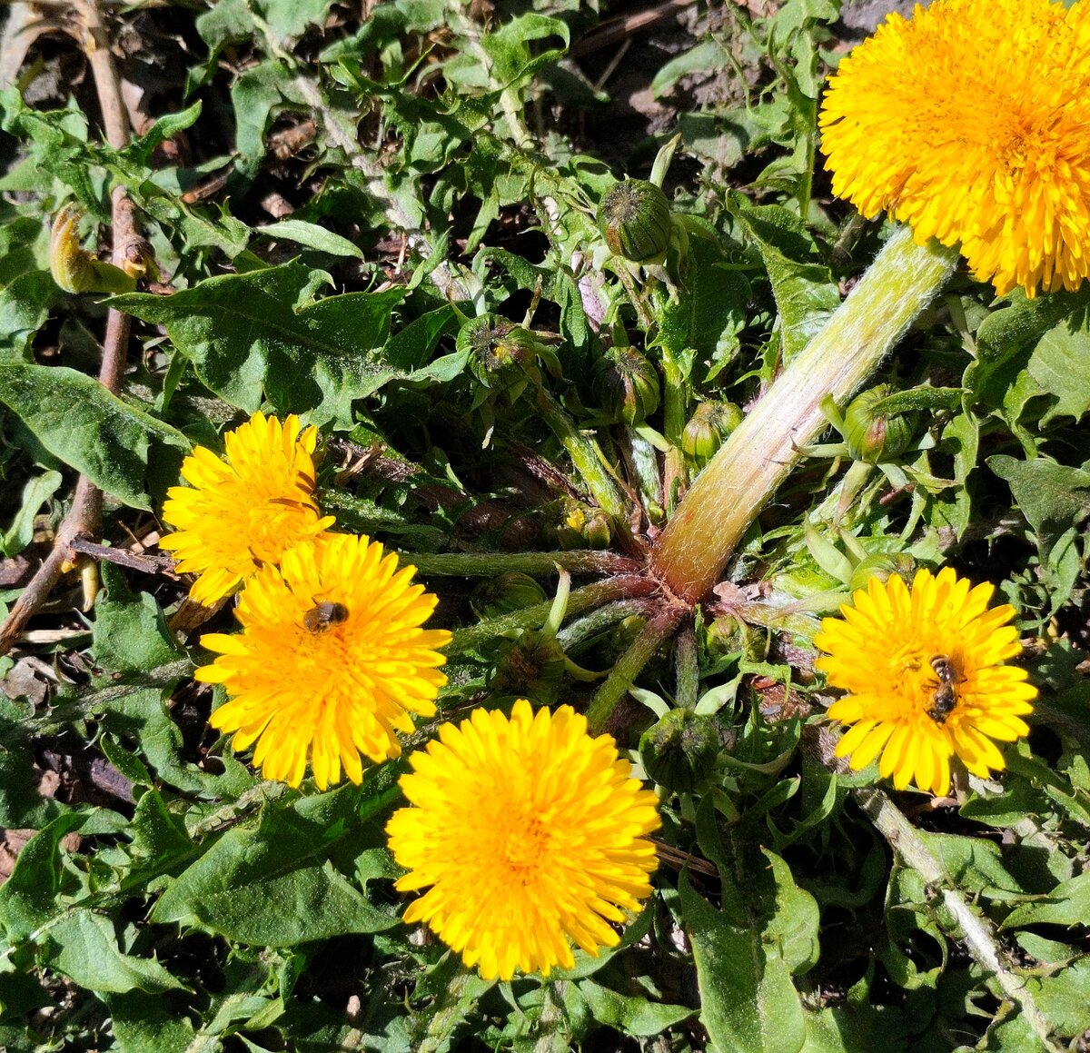 Пчёлки трудятся вовсю! Одуванчиковый мед собирают!