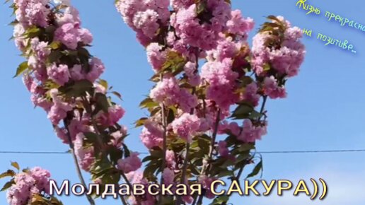 Молдавская Сакура))