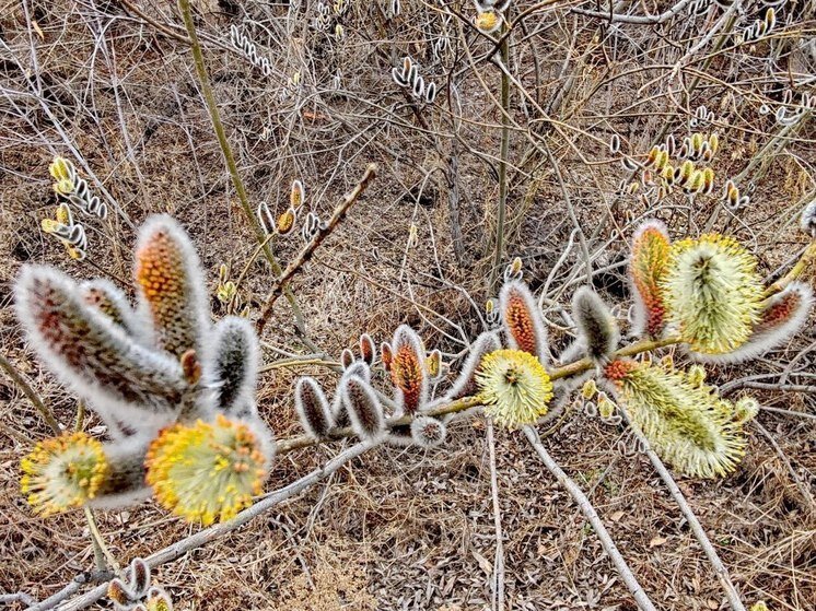   МК в Бурятии