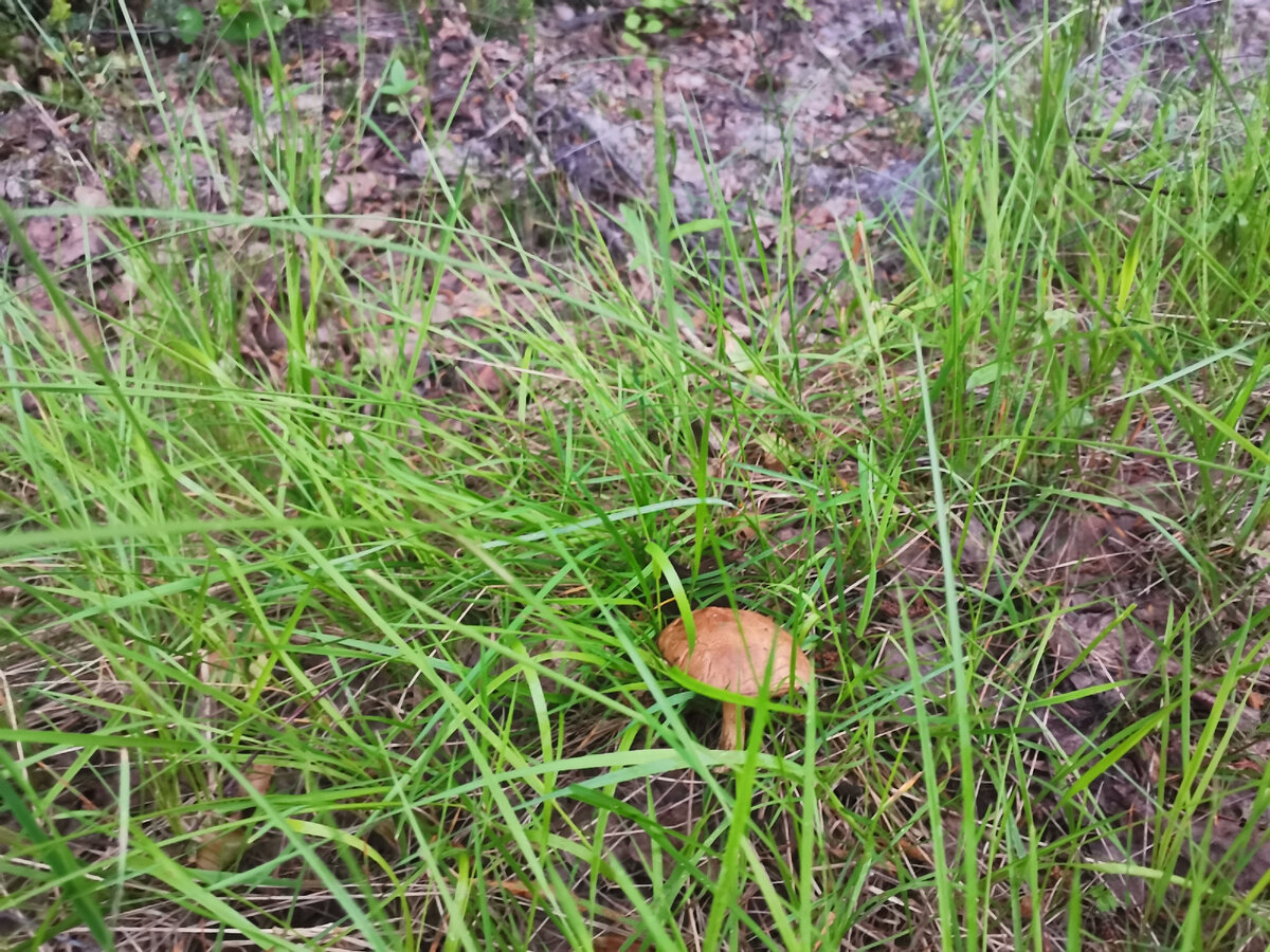 подберезовик