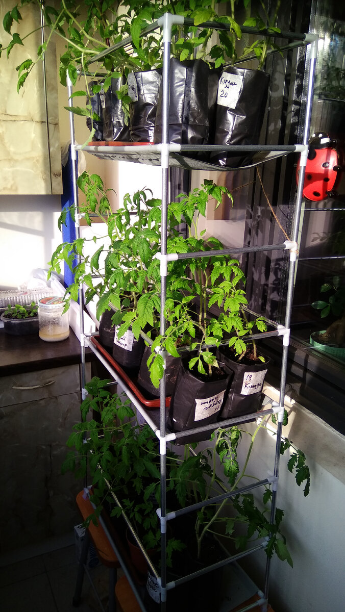 Теперь мы с помидорками счастливы)