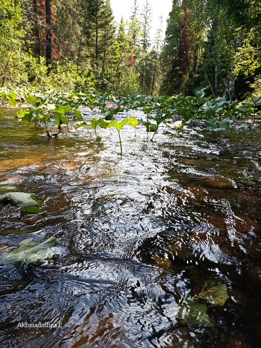 Река Большая тесьма. Не такая уж и большая она тут 😊