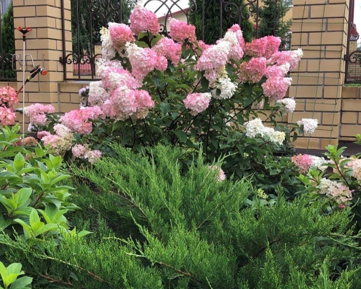 Метельчатая гортензия Ванила Фрайз, высокорослый сорт