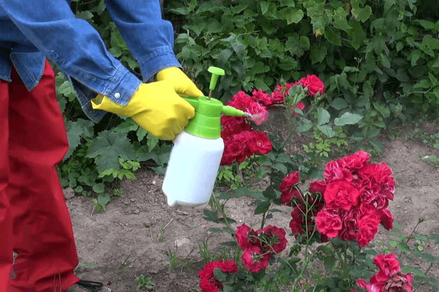 Las rosas tienen una larga y rica historia, así como un profundo significado y simbolismo. Son las reinas impecables de los jardines y nos deleitan con su riqueza de colores y formas.
