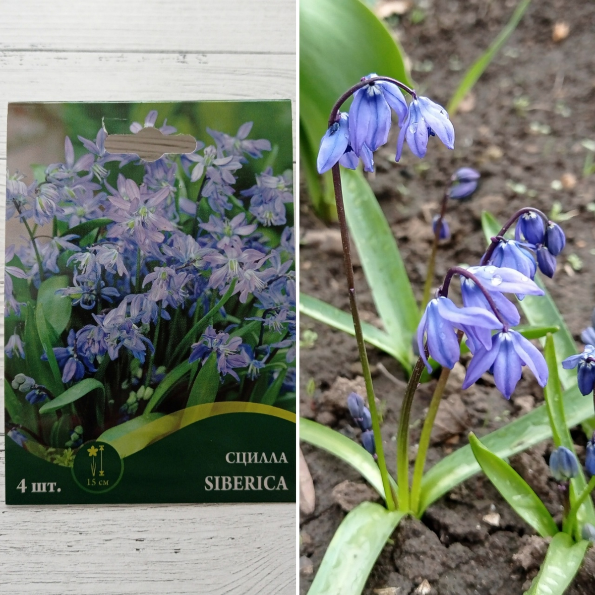 Коллаж автора