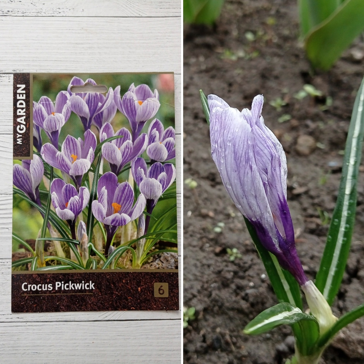 Коллаж автора