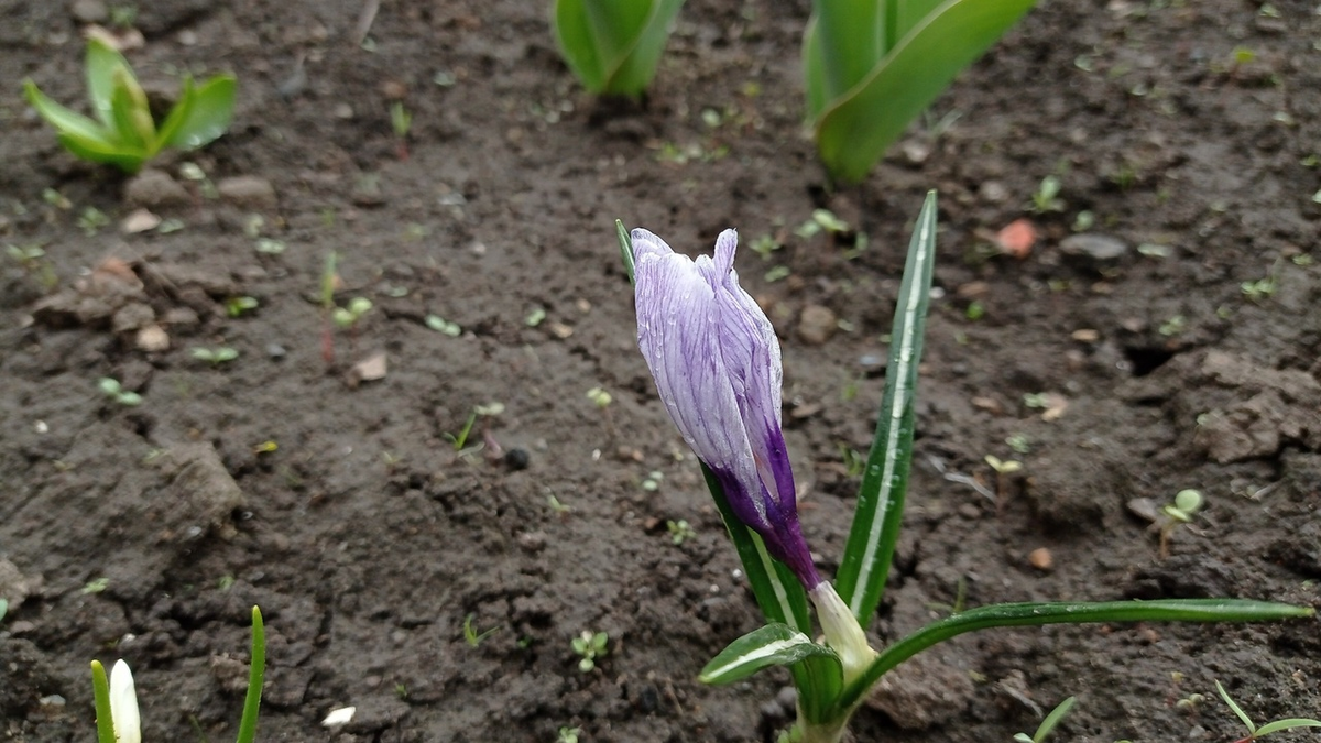 Новый крокус автора
