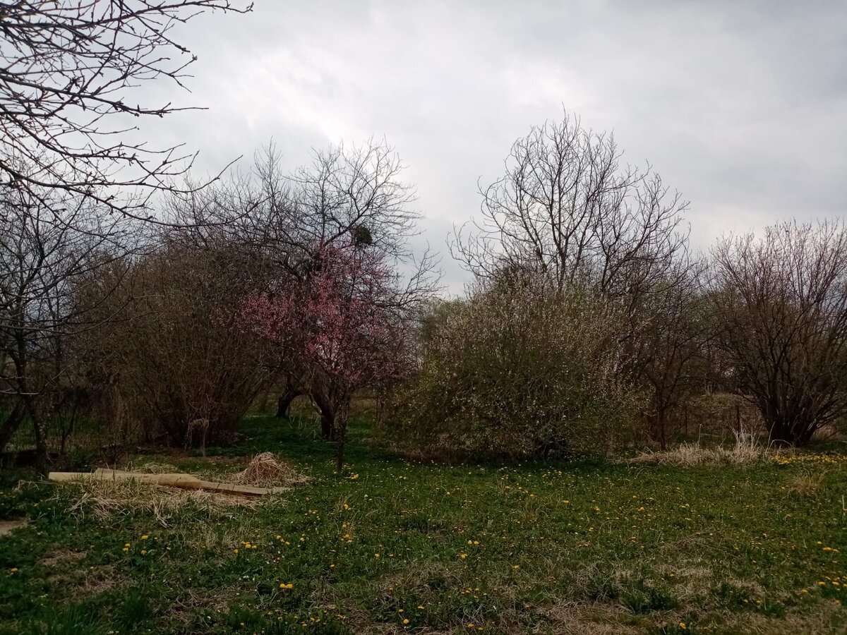 Персик цветет и алыча. Одуванчиков полный огород.