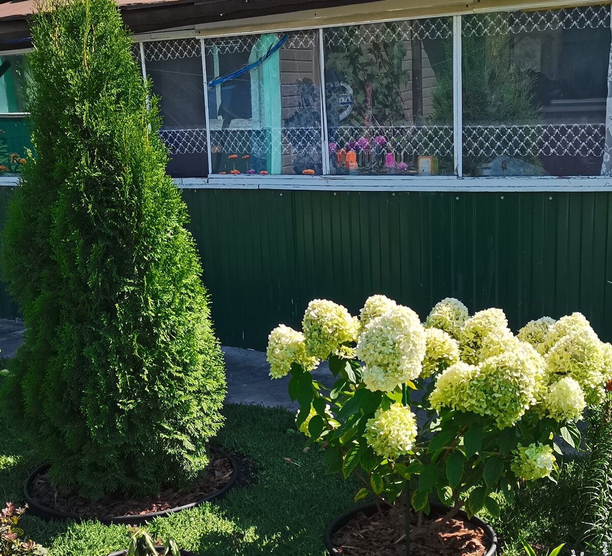  Гортензия Сандей фрайз четырехлетка низкой обрезки.