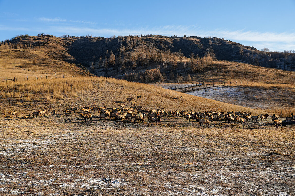 Маралы на выпасе