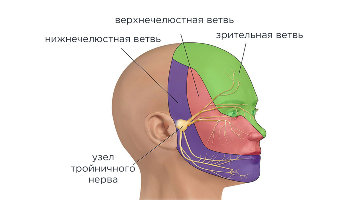 Зоны иннервации тройничного нерва