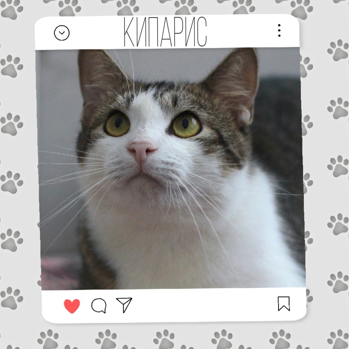 Кот Кипарис мечтает о доме 🐾😍 | Приют для кошек 