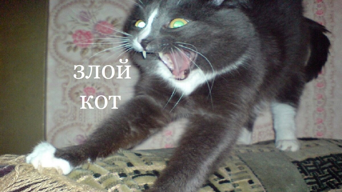 Ругает хозяина )))