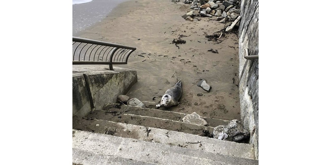 Раненый тюлененок полз за людьми и умолял о помощи
