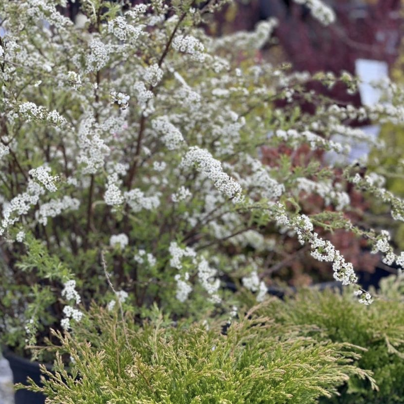 Весной порадуют нежным цветением все сорта Спиреи Серой. Но самой ранней и самой, на мой взгляд, обворожительной красоткой в весеннем саду станет Спирея серая Grefsheim.-4