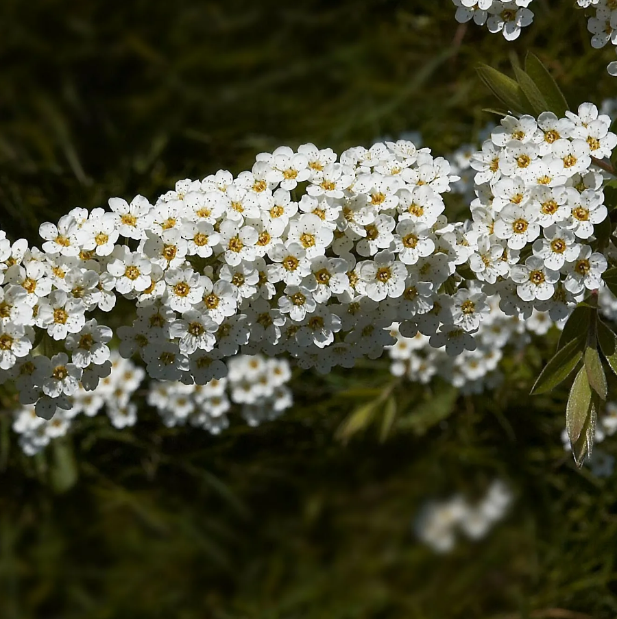 Весной порадуют нежным цветением все сорта Спиреи Серой. Но самой ранней и самой, на мой взгляд, обворожительной красоткой в весеннем саду станет Спирея серая Grefsheim.-7