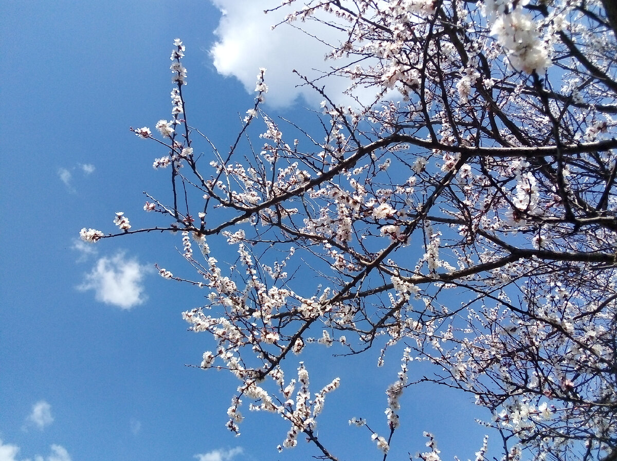 Фото автора. Михаил К., у нас уже цветут абрикосы!