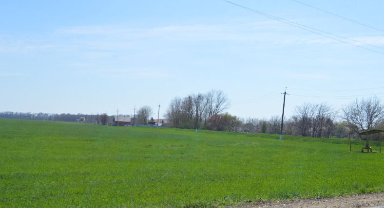 Фото автора. Апрель 2024. Окраина станицы, улица Выгонная, сразу за станицей озимое поле. По этой улице хозяева выгоняли личный скот на пастбище. Сейчас в станице бурёнок почти не осталось. По пальцам можно пересчитать. Хлопотно заниматься выращиванием крупно рогатого скота. Разленились станичники.