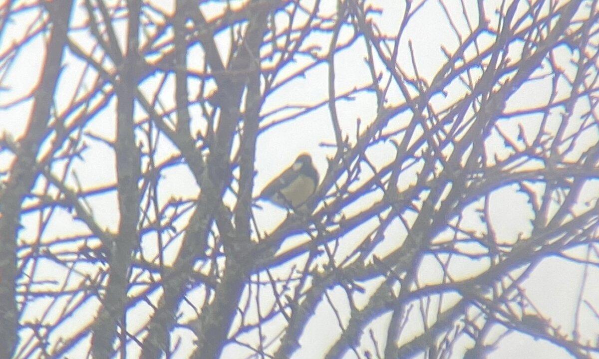 Большая синица, название которой на латыни я уже выучила! Parus major! 💛🌾