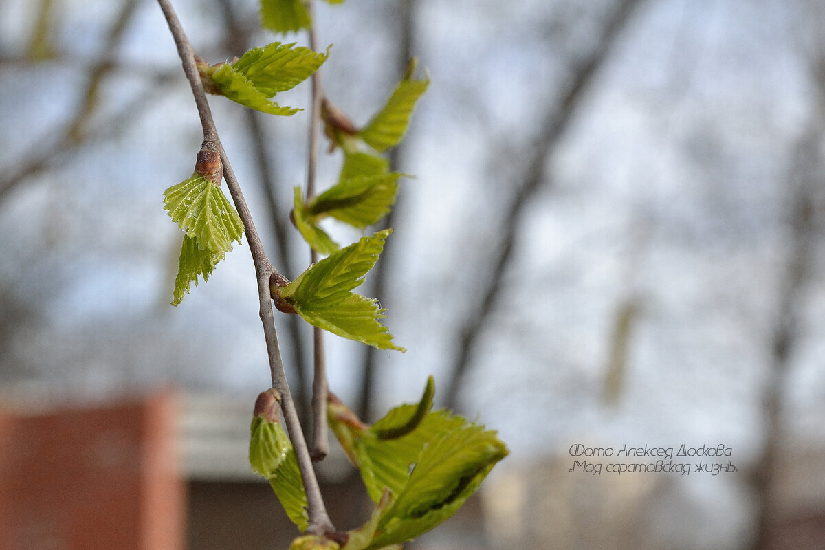 Дрогнула ветка абрикоса... | Моя Саратовская жизнь | Дзен