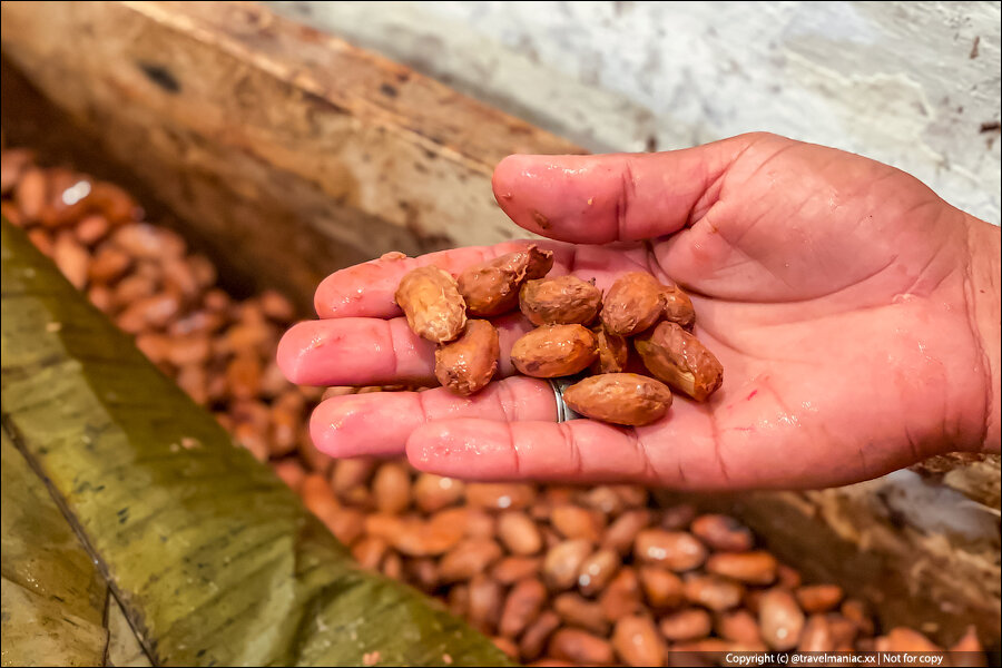 Увидел в Венесуэле, как из мокрых и вонючих орехов получается настоящий шоколад