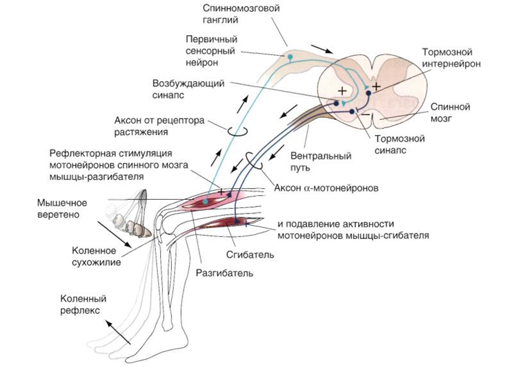 Коленный рефлекс