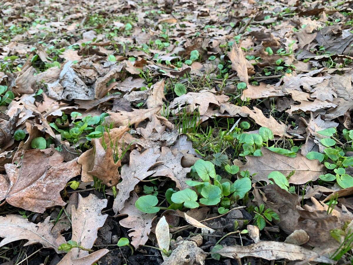 Фото Никиты Козлова, дубовая роща на улице Багрицкого, апрель 2024 г.