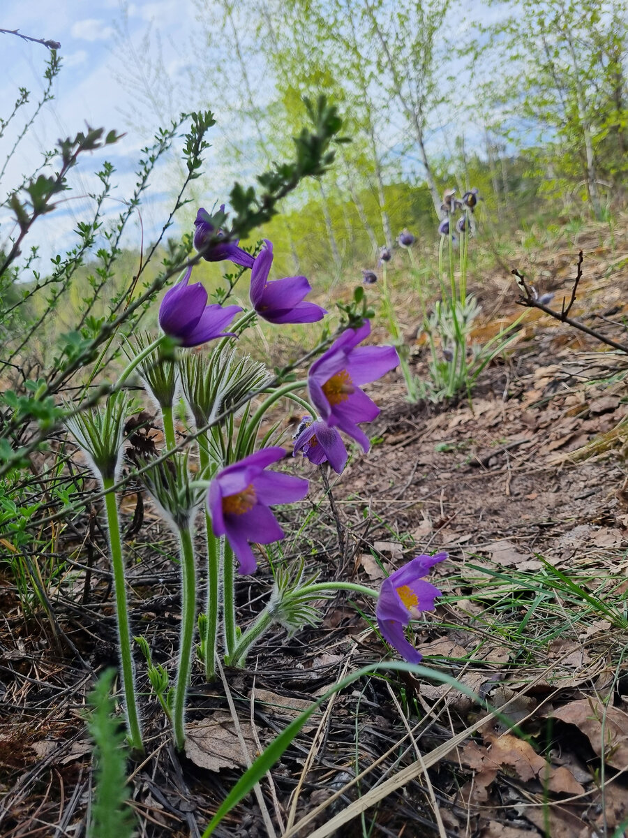 Сон-трава в воронежском лесу (мое фото)