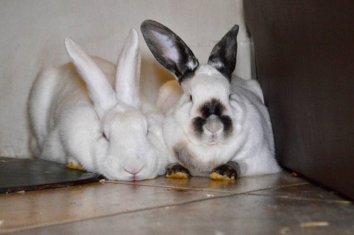 Почита и Эльза. Источник: Зайкафе 