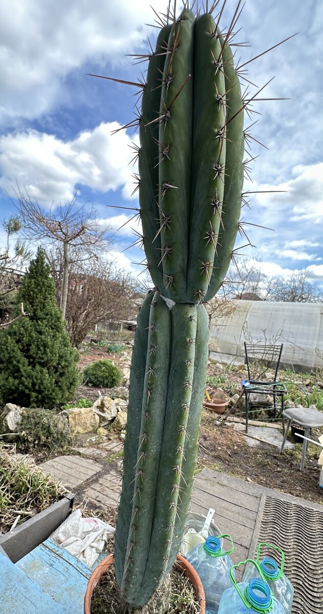 Паханой вынесен с зимовки (прекрасно ее перенес! - как, впрочем, и обычно); прошлогодний прирост просто просится, чтобы его отрезали и отдельно посадили.